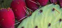 nopal-powder-tunisia